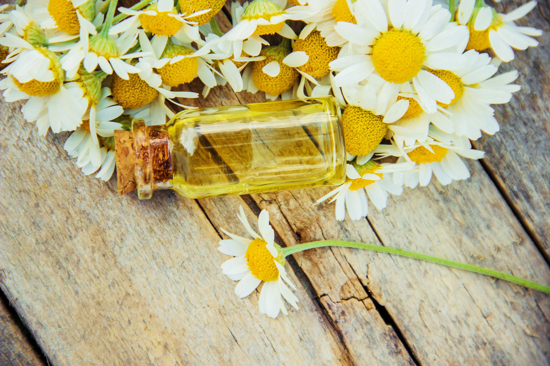 Chamomile Magic: The Natural Path to Radiant, Hydrated, and Revitalized Hair
